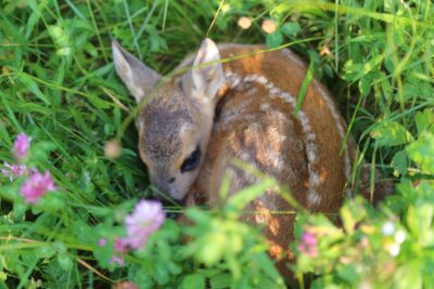 Il cerbiatto, magia della foresta per tornare bambini