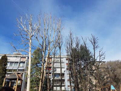 Alberi capitozzati in città