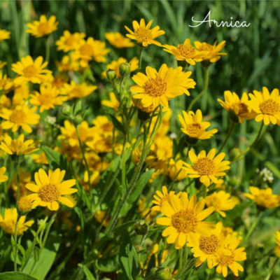 Arnica