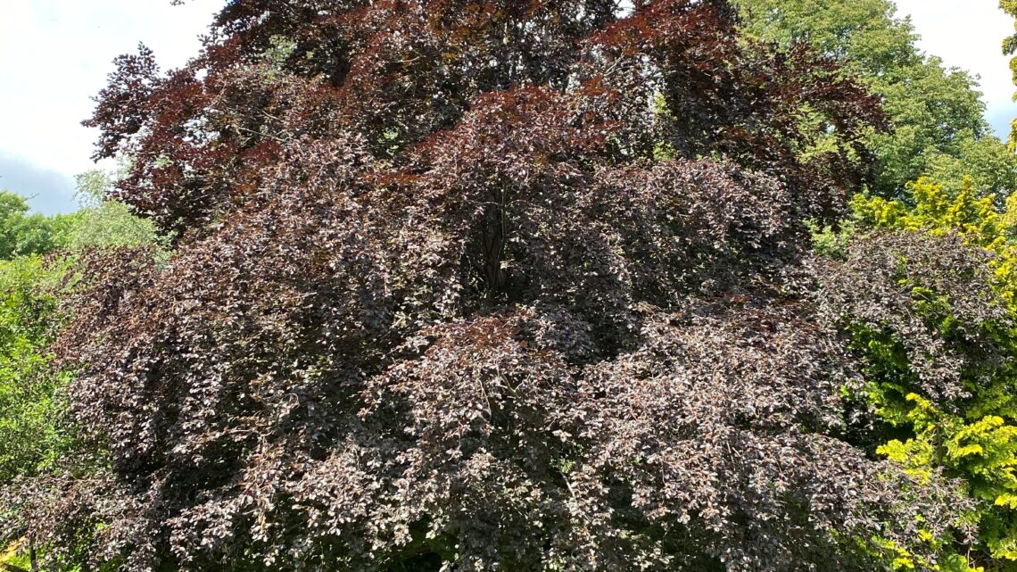 Alberi capitozzati? No grazie, meglio belli e sani