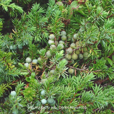 soluzioni green per l'insonnia