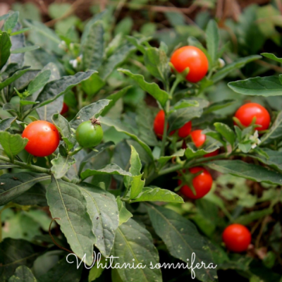 soluzioni green per l'insonnia