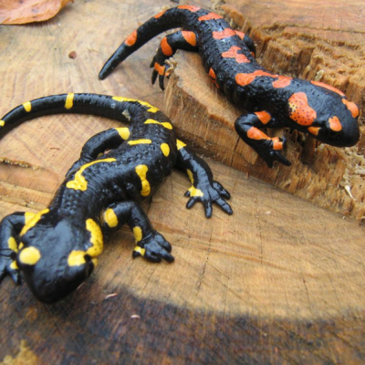 La salamandra anfibio con i superpoteri
