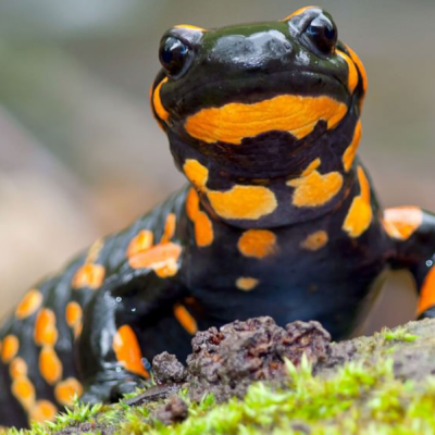 La salamandra anfibio con i superpoteri