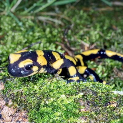 La salamandra anfibio con i superpoteri