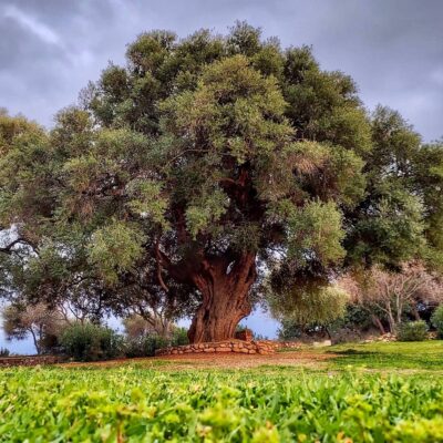 Otto alberi per dare il benvenuto alla primavera, rimedi per anima e corpo.