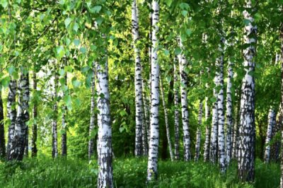 Otto alberi per dare il benvenuto alla primavera, rimedi per anima e corpo.