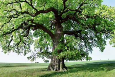 Otto alberi per dare il benvenuto alla primavera, rimedi per anima e corpo.