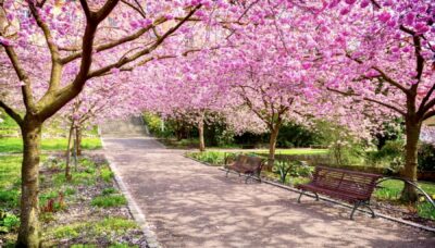 Otto alberi per dare il benvenuto alla primavera, rimedi per anima e corpo.