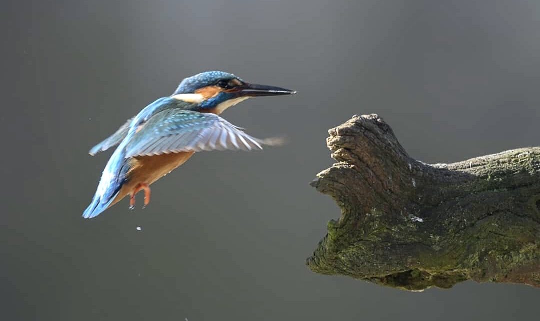 La lezione del martin pescatore: solitudine e cura di sé in tempi difficili