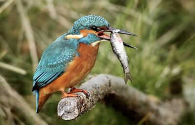 La lezione del martin pescatore: solitudine e cura di sé in tempi difficili