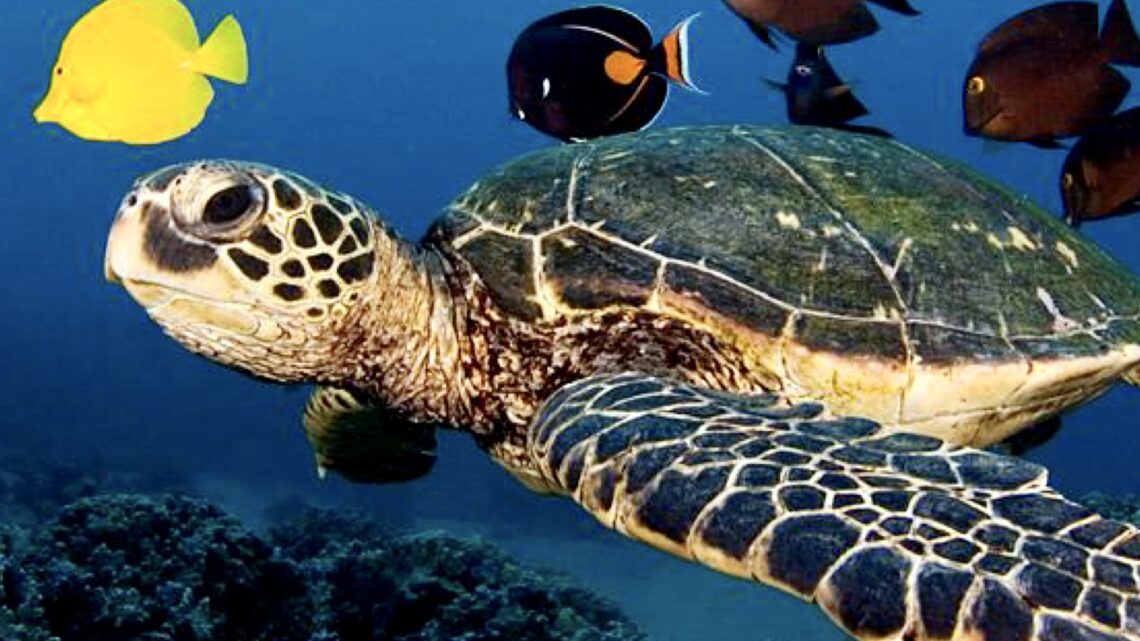 Meditare in natura con la tartaruga marina: saggezza antica per un mondo nuovo