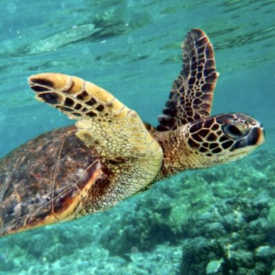 Meditare in natura con la tartaruga marina, saggezza antica per un mondo nuovo